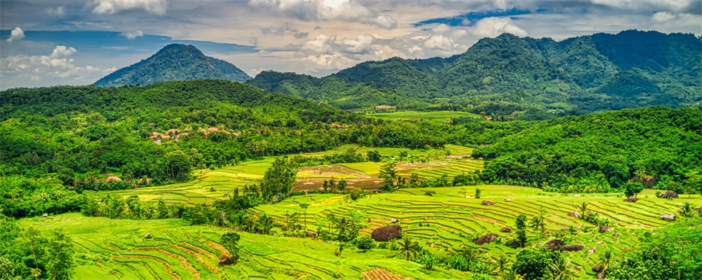 Rijstvelden Indonesie