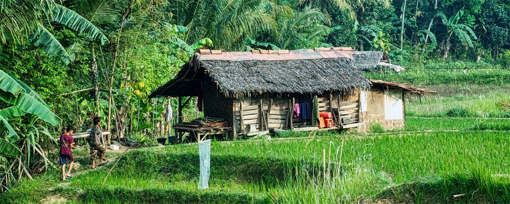 jungle Indonesië